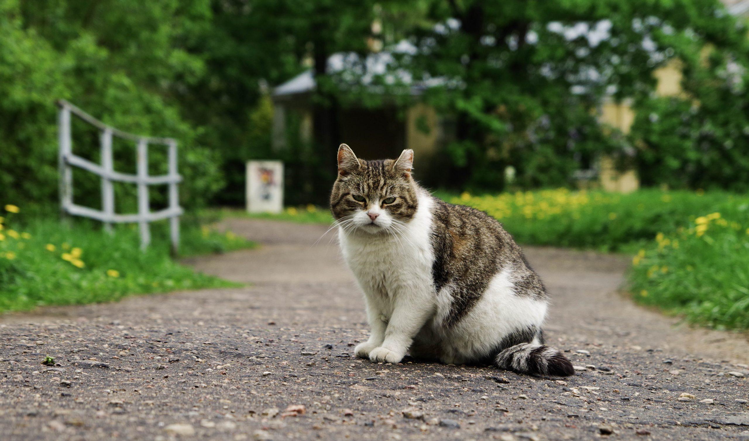 Gatto - Foto pexels Pille Kirsi